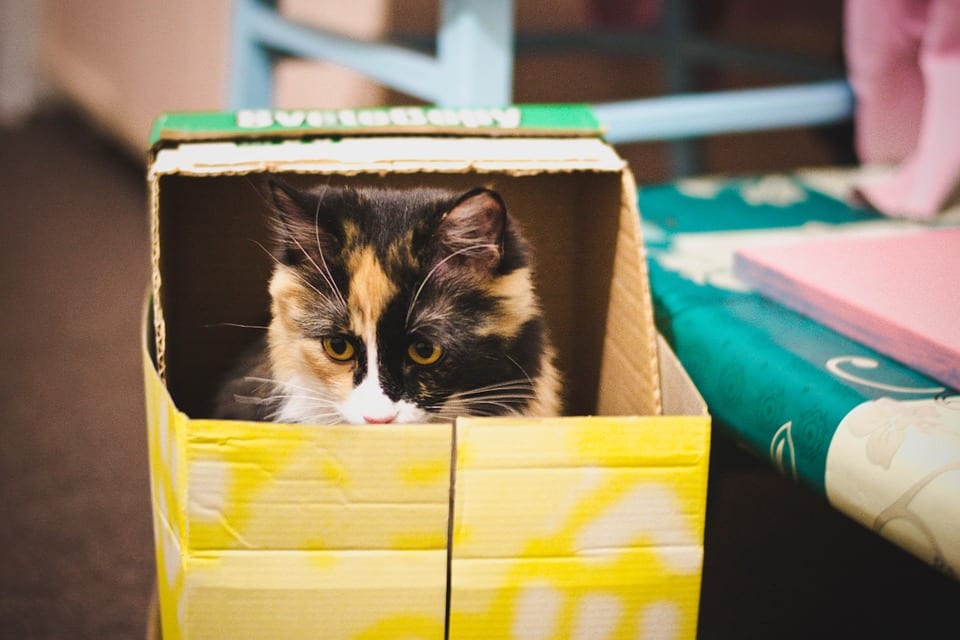 Outaouais Moving With Pets 1 Outaouais moving tips to reduce pet stress