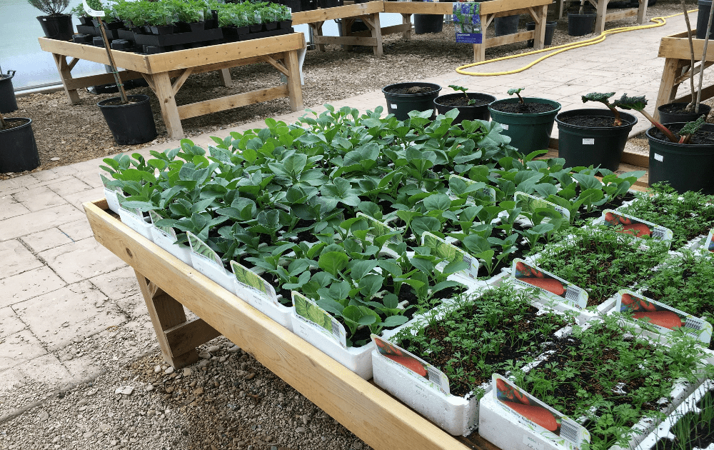 Moving Plants: Common Mistakes and How to Avoid Them 2 Moving plants : Outdoor plants and those not on the move still need proper packaging, how much more are those that are on the move?