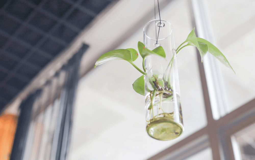 Moving Plants: Common Mistakes and How to Avoid Them 3 Plants are like us in that they need care and have specific needs. A bonsai, for instance, differs from most house plants.