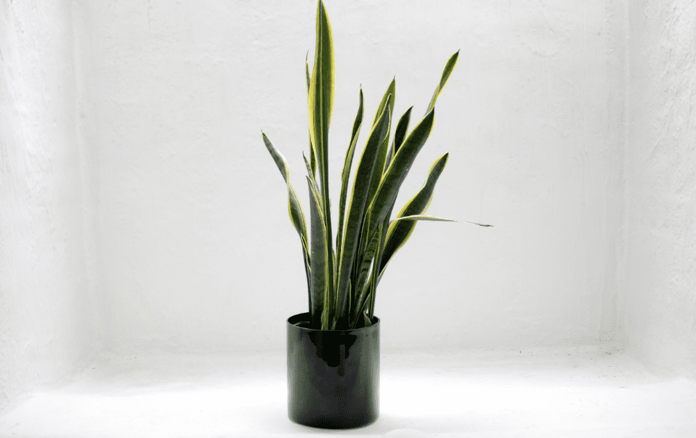 Moving Plants: Common Mistakes and How to Avoid Them 1 A plant may be vital and memorable for us because of the benefits it gives and the sentimental value it holds.